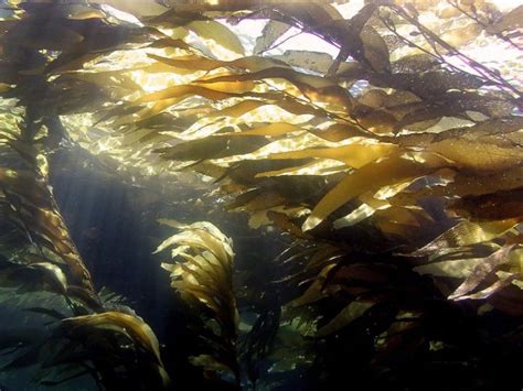 The Spellbinding Seaweed of San Clemente's Coastal Waters
